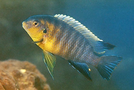 Tropheops sp. 'yellow gular' Meponda